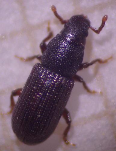 Réf. 352 293 : Rhyncolus punctatulus